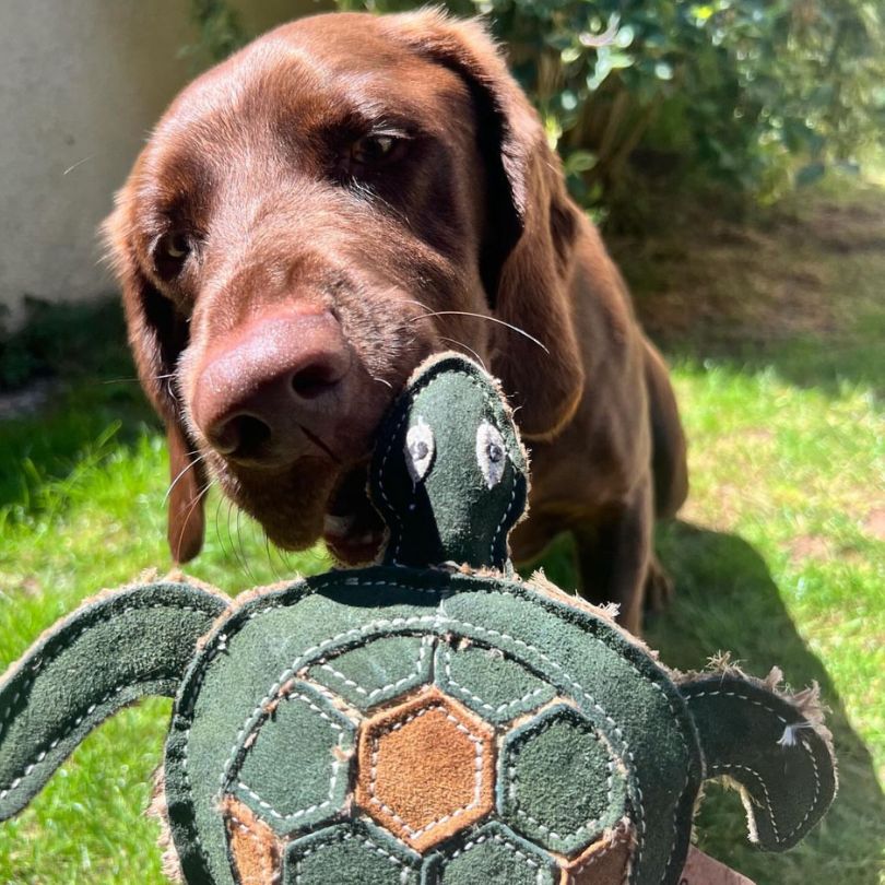 Miro & Makauri Tara Turtle Eco Friendly Leather Silent/No Squeaker Dog Toy