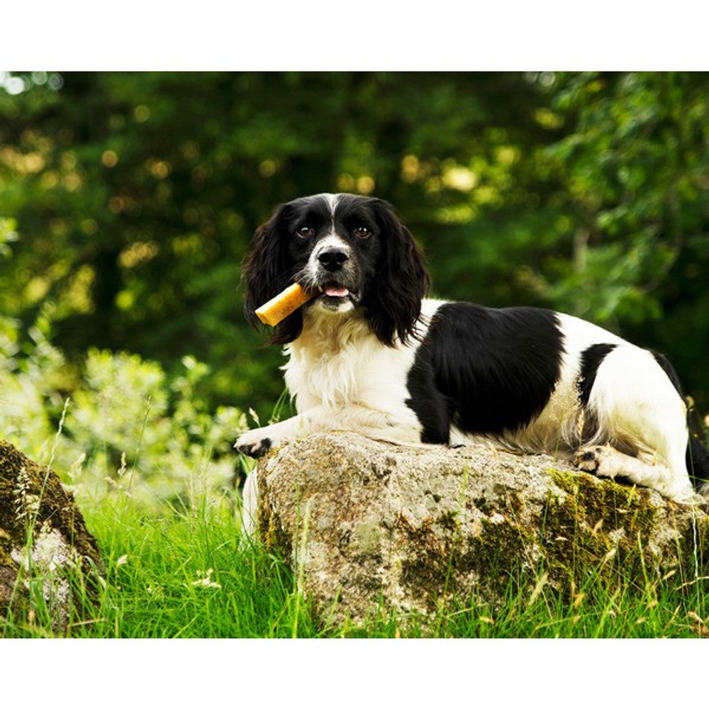 Yak Cheese Dog Chew