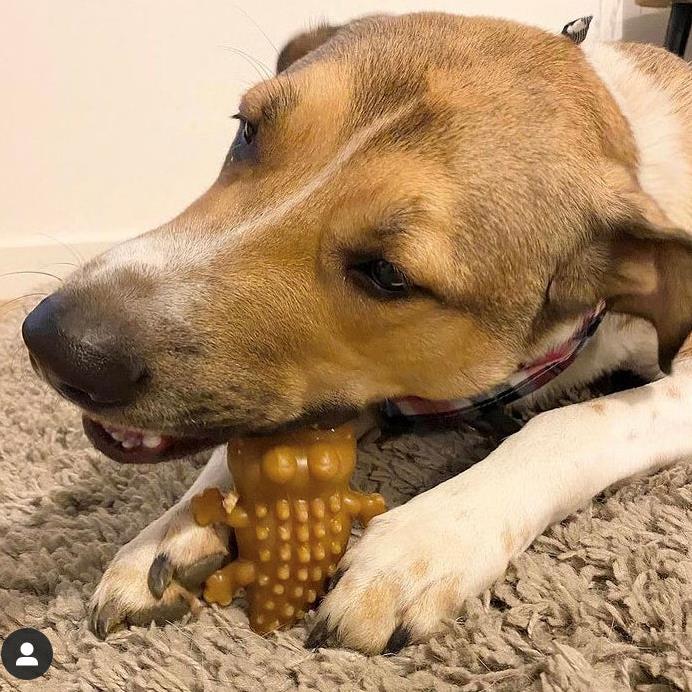 Maks Patch Peanut Butter Crocodile Veggie Dental Dog Treat