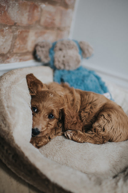My Dog Luxury Plush Dog Toy - Monkey