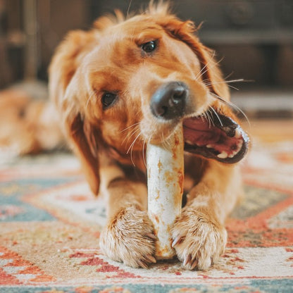No-Hide Chicken Medium Chew 60g Single